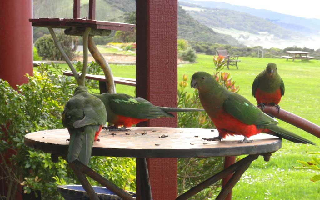 Skenes Creek Lodge Motel & Licensed Restaurant, Apollo Bay accommodation on the Great Ocean Road