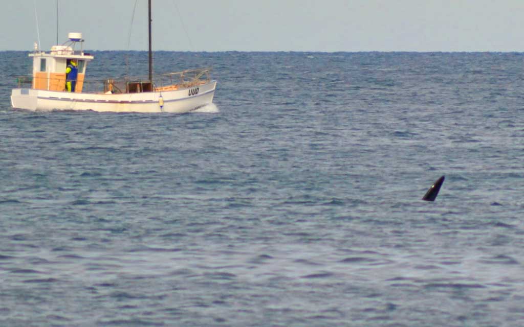 Skenes Creek Lodge Motel & Licensed Restaurant, Apollo Bay accommodation on the Great Ocean Road